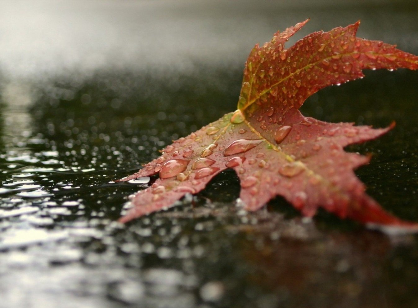 В Украине резко похолодает и пойдут дожди: прогноз погоды от Укргидрометцентра на начало ноября