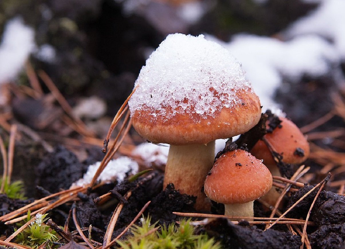 Стало известно, когда в Украине пойдет снег и ударят морозы: прогноз погоды от Леонида Горбаня