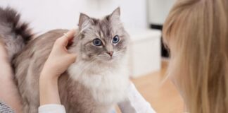 Топ-10 самых редких искусственно выведенных пород кошек - today.ua