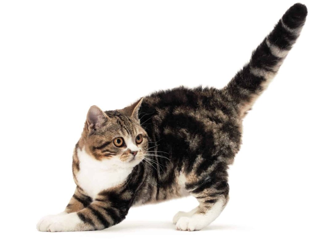 Топ-10 найбільш рідкісних штучно виведених порід кішок