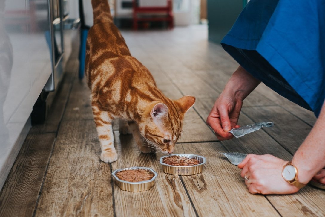 Ученые назвали срок, на который можно оставлять кошек дома одних