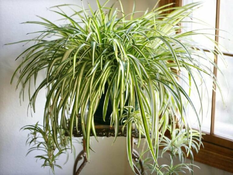 Пять комнатных растений, которые очищают и увлажняют воздух в квартире - today.ua