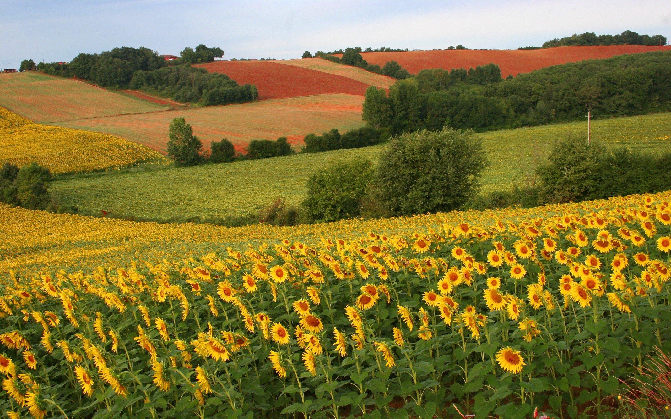 Україна втратила половину врожаю соняшнику: рослинна олія буде стрімко дорожчати