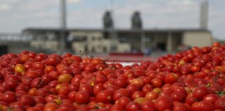 Украинские фермеры массово оставляют на полях урожай помидоров   - today.ua