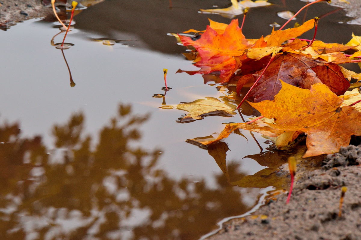 Украину накроет антициклон с проливными дождями: синоптики предупредили о похолодании накануне Покрова