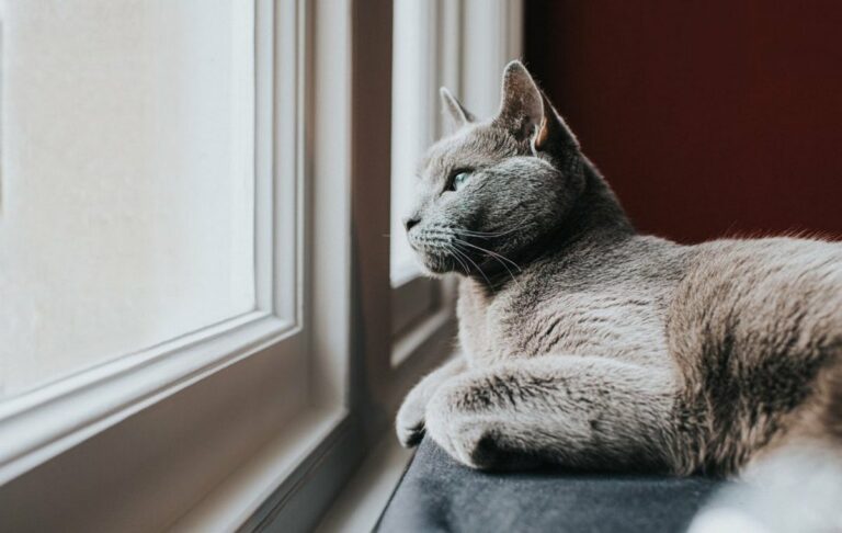 Ученые назвали срок, на который можно оставлять кошек дома одних - today.ua