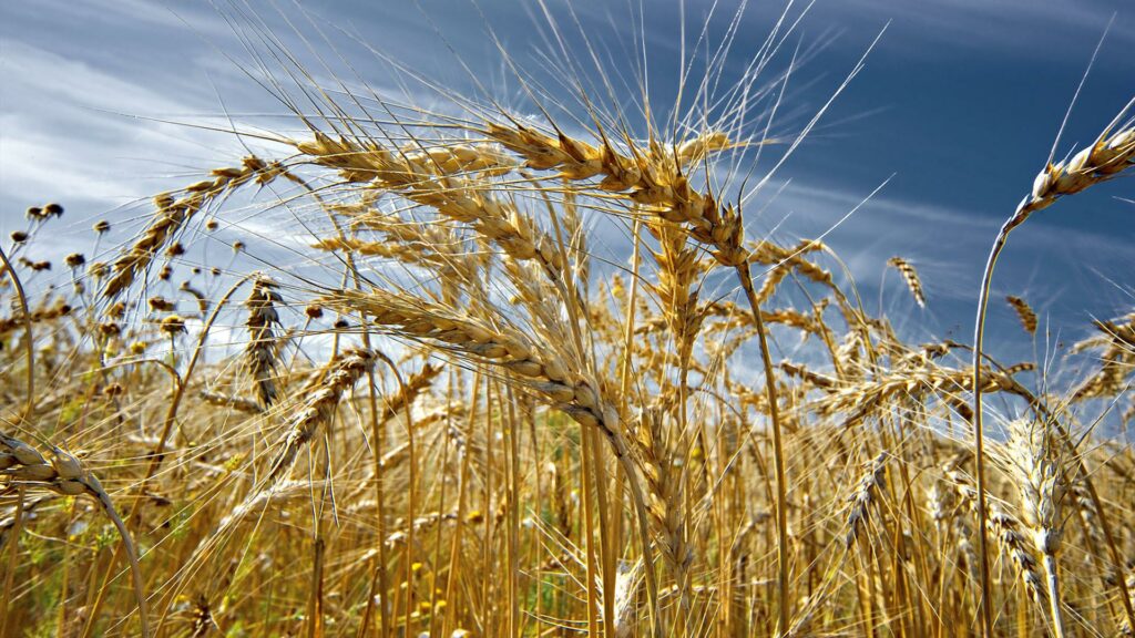 В Украине прогнозируют массовое банкротство фермеров и дефицит хлеба