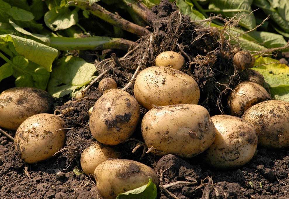 Українцям розповіли, як правильно мити картоплю з базару, і які овочі краще не вживати в їжу