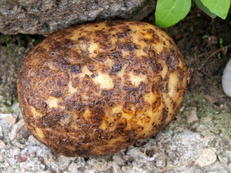 В Украине обнаружен рак картофеля: такой урожай нельзя давать даже скоту - today.ua