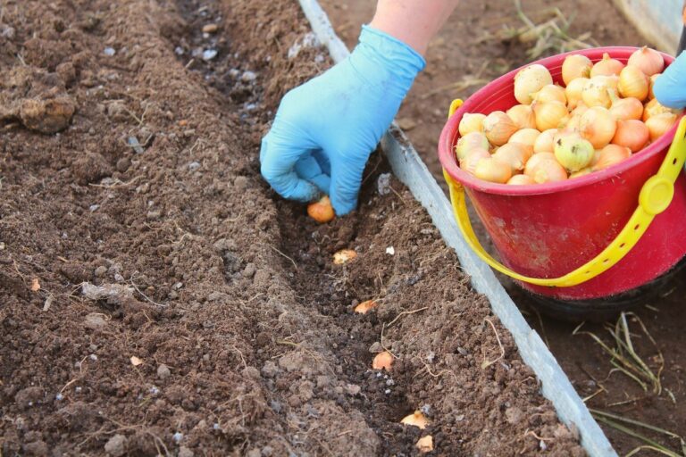 Коли і де потрібно садити цибулю на зиму, щоб навесні зібрати хороший урожай - today.ua