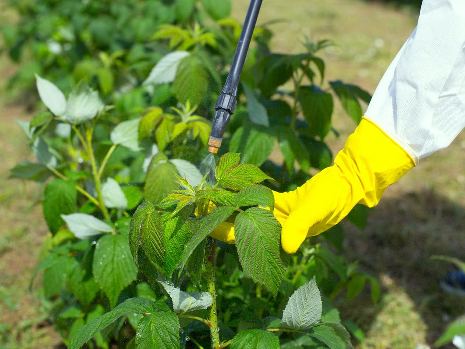 Як удобрити малину восени, щоб ягода через рік дала щедрий урожай