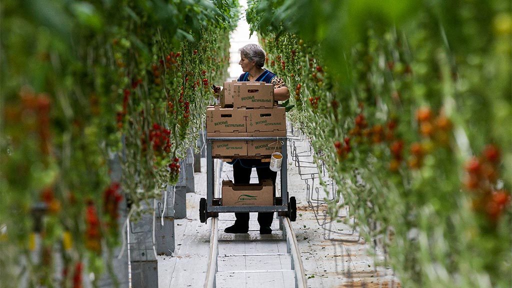 В Україні очікують рекордного зростання цін на тепличні овочі - today.ua