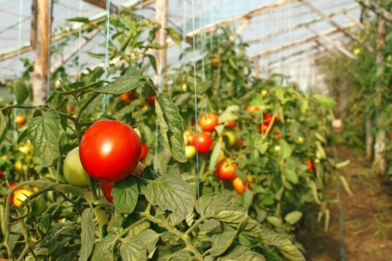 В Україні зросли ціни на тепличні овочі: фермери назвали причини - today.ua