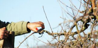 Как подготовить яблони к холодам: советы по обрезке деревьев осенью - today.ua