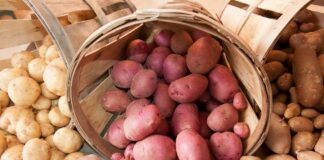Картопля в Україні подорожчає: коли зміняться ціни на найпопулярніший овоч - today.ua