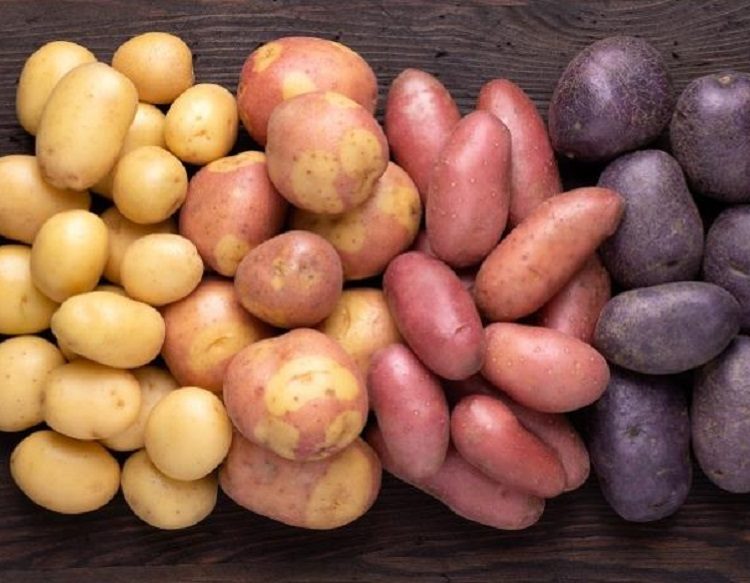 Картофель в Украине подорожает: когда изменятся цены на самый популярный овощ