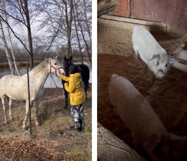 Кони и свиньи: Оля Полякова показала свой скотный двор на даче