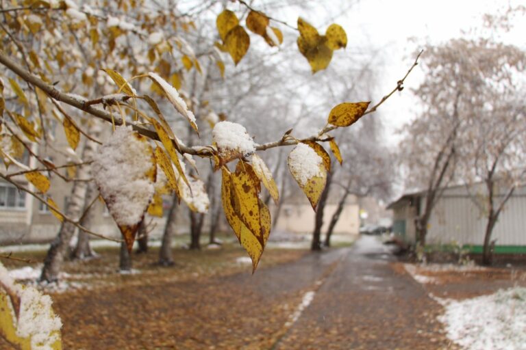 Сніг та заморозки у листопаді: синоптики назвали дату різкої зміни погоди в Україні - today.ua