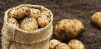 Кольцевая гниль картофеля: как распознать и бороться с опасным заболеванием - today.ua