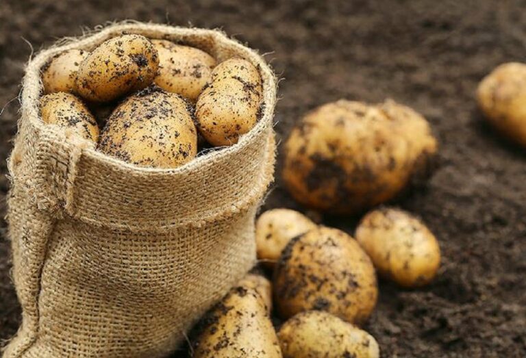 Кольцевая гниль картофеля: как распознать и бороться с опасным заболеванием - today.ua