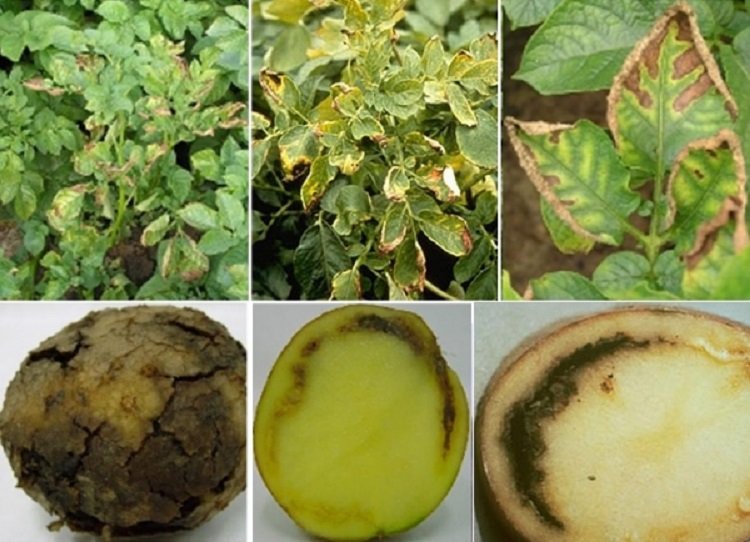 Кільцева гниль картоплі: як розпізнати та боротися з небезпечним захворюванням