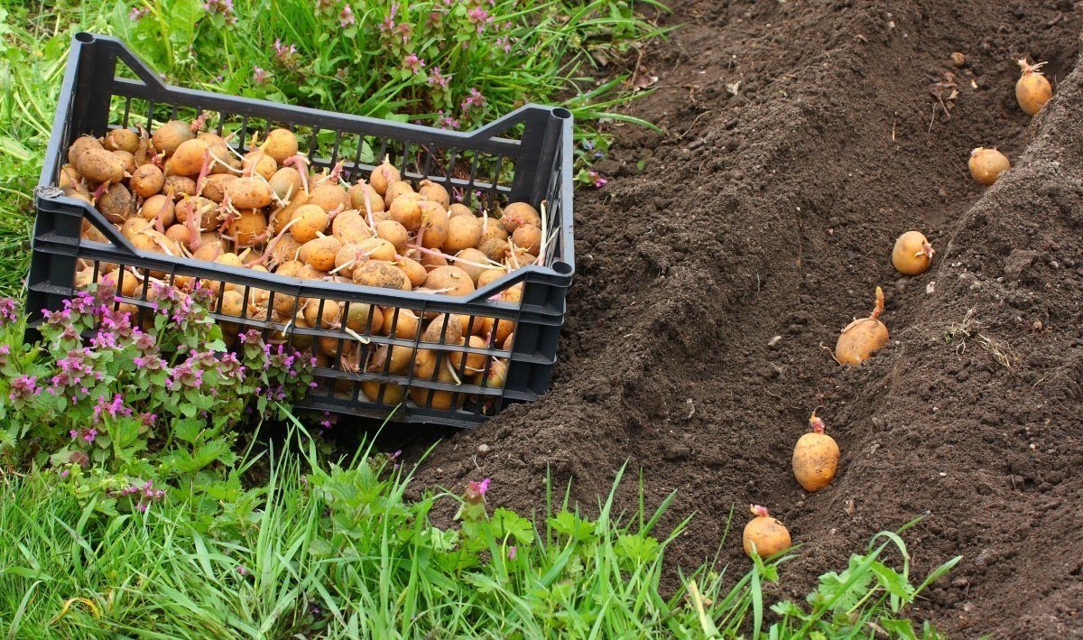 З'явився новий сорт картоплі, яка не боїться морозів та дає високі врожаї