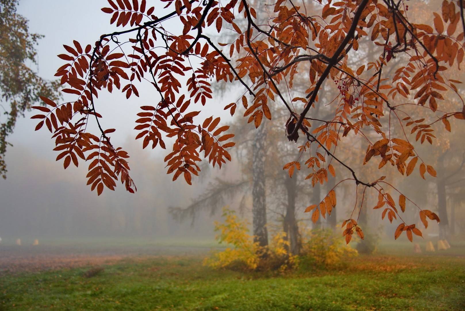 Украину накроют туманы и дожди: синоптики объявили штормовое предупреждение накануне выходных