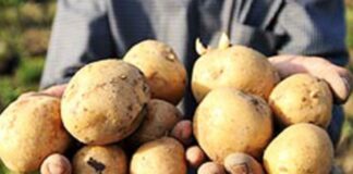 Українцям пояснили, чому в магазинах продається імпортна картопля і куди поділася вітчизняна - today.ua