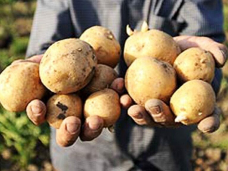 Украинцам объяснили, почему в магазинах продается импортный картофель и куда делся отечественный - today.ua