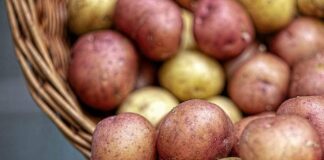 Україна стала лідером за цінами на картоплю серед країн Євросоюзу - today.ua