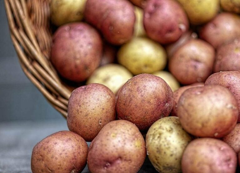 Украина стала лидером по ценам на картофель среди стран Евросоюза - today.ua
