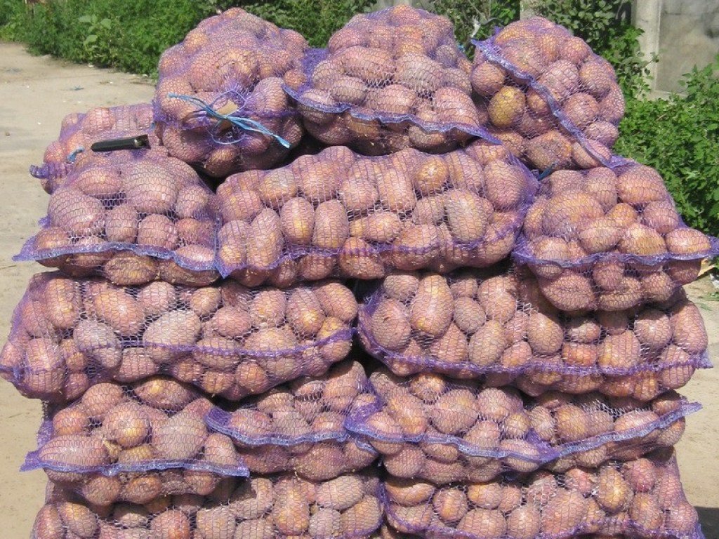 Україна стала лідером за цінами на картоплю серед країн Євросоюзу