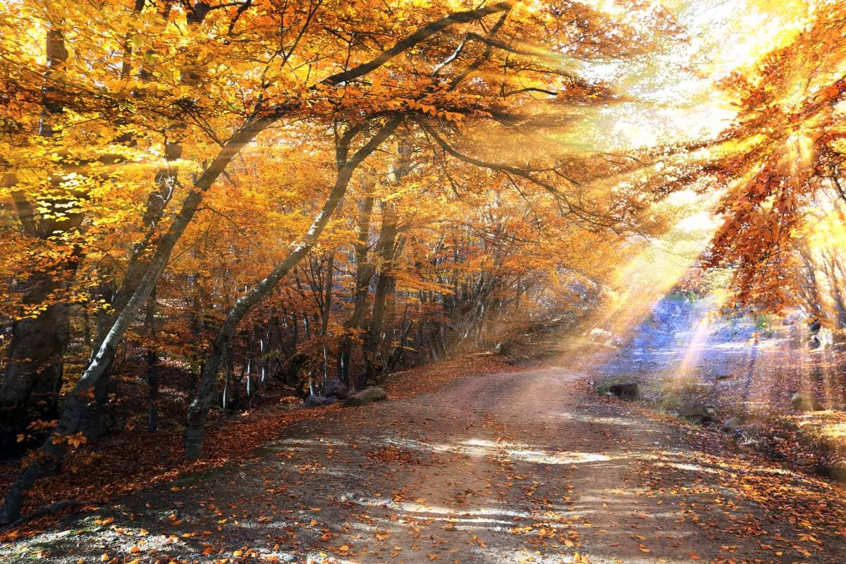 В Украину вернется потепление в конце ноября: синоптики передают до +13 градусов в ряде областей