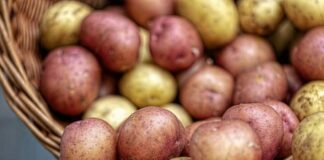 В Украине на 14% снизились цены на картофель: как изменилась стоимость овощей в октябре   - today.ua