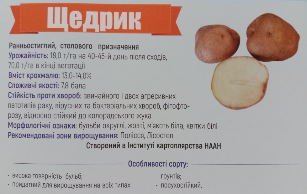 Украинским селекционерам удалось вывести картофель, который не ест колорадский жук