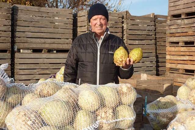 Українські фермери “накинули оком“ на коренеплід, який може витіснити з наших полів картоплю