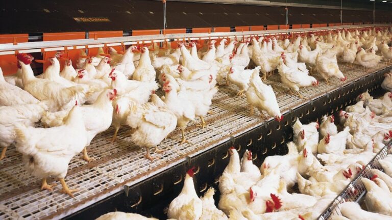 В Украине продают курятину неизвестного происхождения под маркой обанкротившихся “Гавриловских цыплят“ - today.ua
