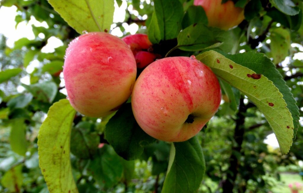 На ринку впали ціни на яблука: літні сорти йдуть дешевше за 10 гривень