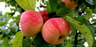 В Украине из-за низких цен на яблоки гибнет отборный урожай: садоводы – в отчаянии - today.ua