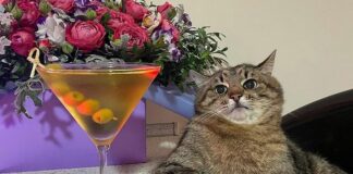 Самый популярный кот Украины Степан начал зарабатывать на рекламе в Instagram - today.ua