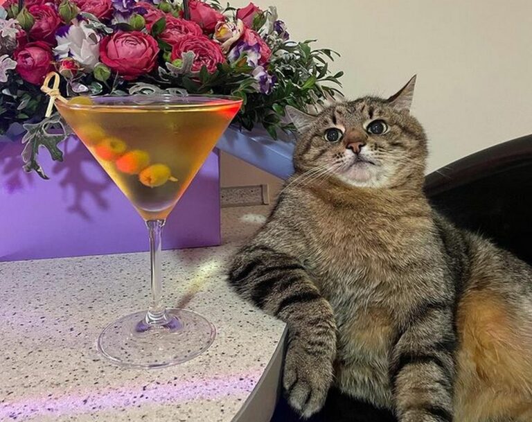 Самый популярный кот Украины Степан начал зарабатывать на рекламе в Instagram - today.ua