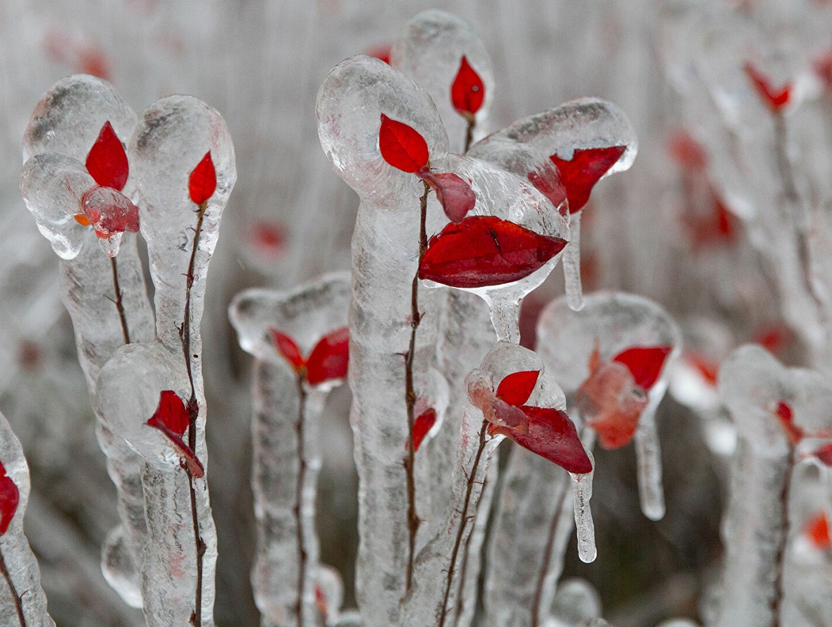 Погода на Новый год в Украине резко изменится: после дождей ударят морозы до -15 - today.ua