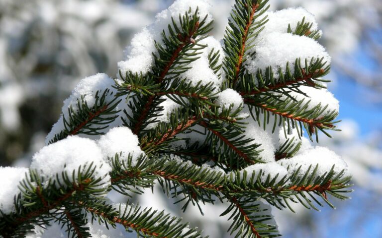 В Украине на Новый год ударят морозы до -15 градусов: синоптики предупредили о похолодании и снеге на праздники - today.ua