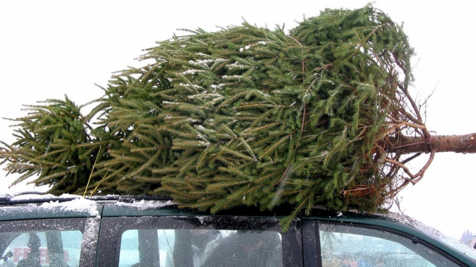 В Украине появились в продаже новогодние деревья: цены на елки по городам
