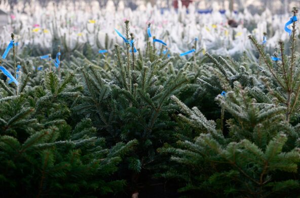 В Украине появились в продаже новогодние деревья: цены на елки по городам - today.ua