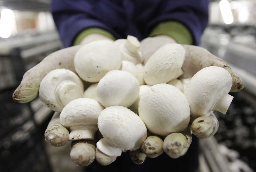 В Украине перед новогодними праздниками выросли цены на грибы: стоимость килограмма по регионам