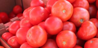 В Україні ціни на помідори впали до 5-річного мінімуму - today.ua