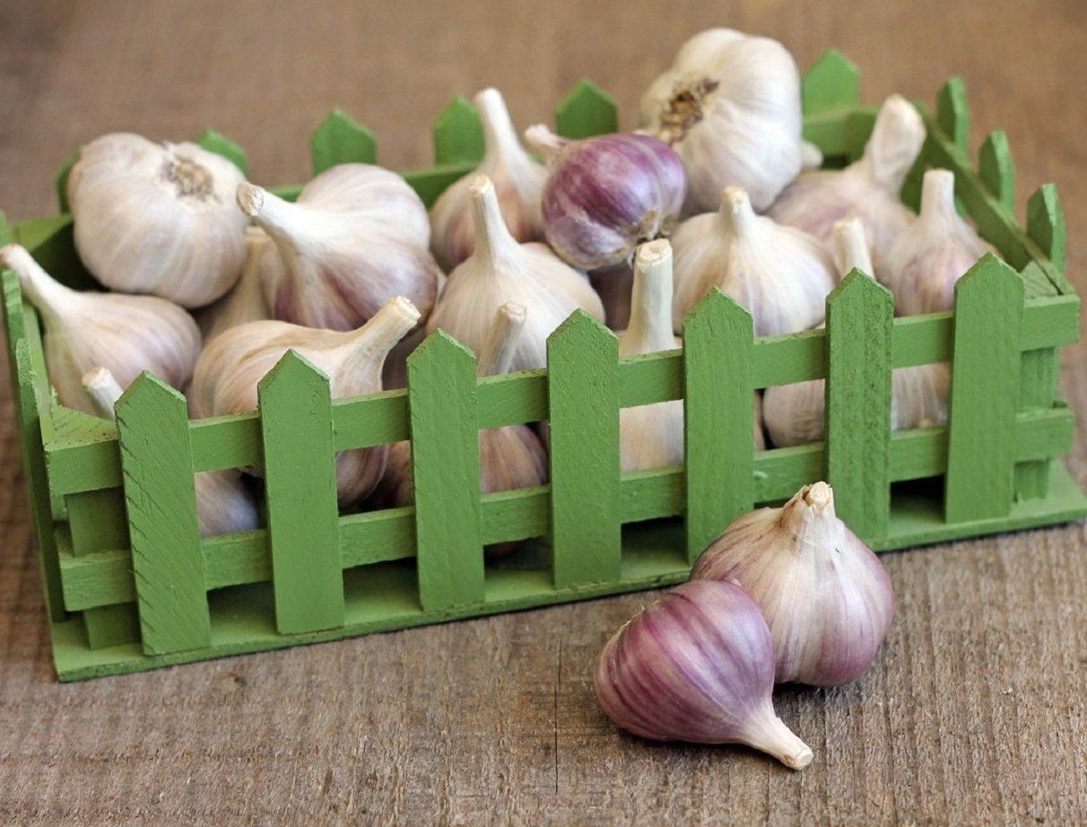 Найкращі способи зберігання часнику, щоб він довго залишався свіжим та корисним для здоров'я - today.ua