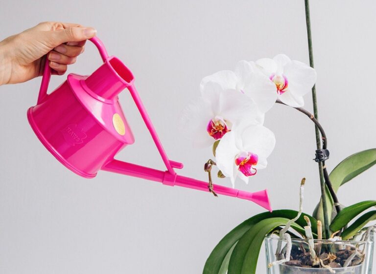 Уход за орхидеями зимой: правила полива и подкормки тропических красавиц - today.ua