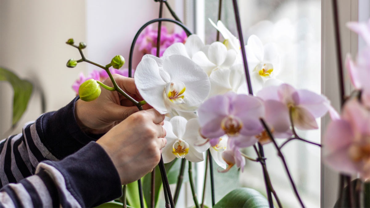 Догляд за орхідеями взимку: правила поливу та підживлення тропічних красунь